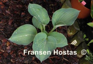 Hosta Forncett Frances