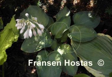 Hosta Forncett Frances