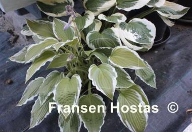 Hosta Fortunei Albomarginata