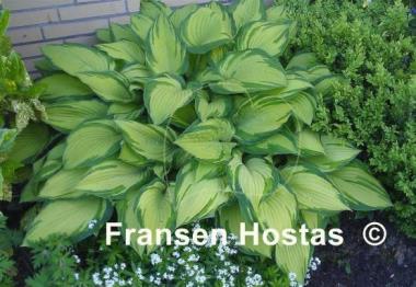 Hosta Fortunei Albopicta