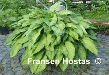 Hosta Fortunei Albopicta