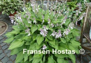 Hosta Fortunei Albopicta