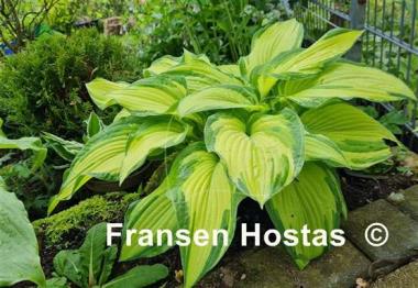 Hosta Fortunei Albopicta