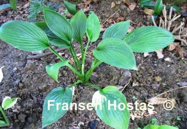 Hosta Fortunei Aoki