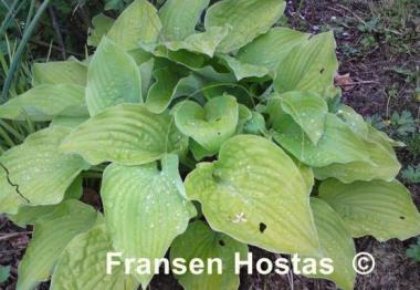 Hosta Fortunei Aurea