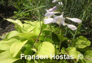 Hosta Fortunei Aurea