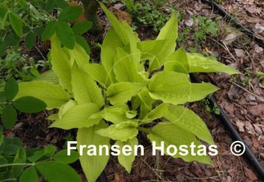 Hosta Fortunei Aurea