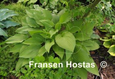 Hosta Fortunei Aurea