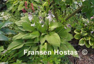 Hosta Fortunei Aurea