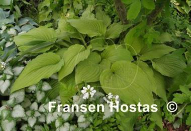 Hosta Fortunei Aurea