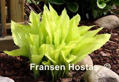 Hosta Fortunei Aurea