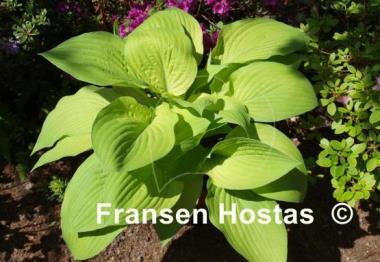 Hosta Fortunei Aurea