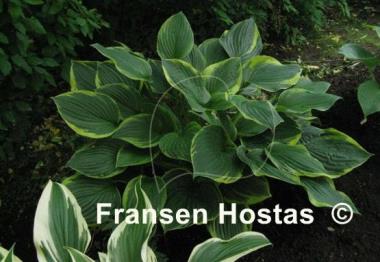 Hosta Fortunei Aureomarginata