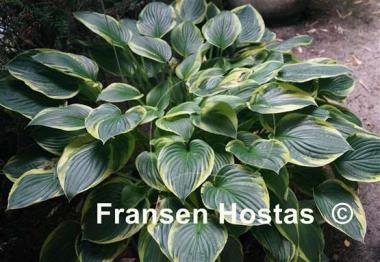 Hosta Fortunei Aureomarginata