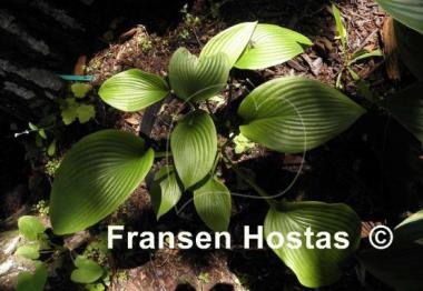 Hosta Fortunei Gigantea