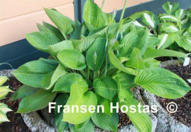 Hosta Fortunei Hyacinthina