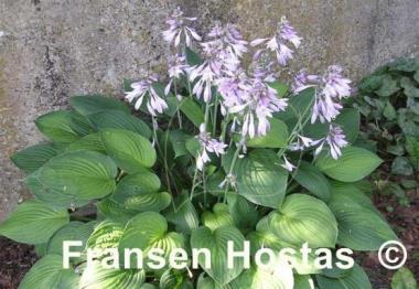 Hosta Fortunei Hyacinthina