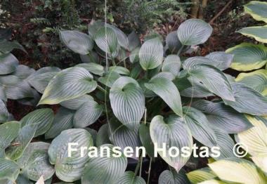 Hosta Fortunei Hyacinthina