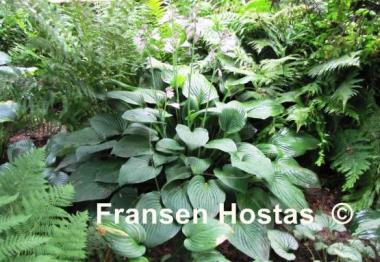 Hosta Fortunei Hyacinthina