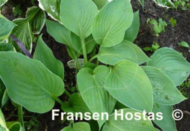 Hosta Fortunei Hyacinthina