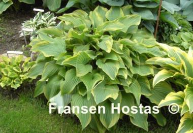 Hosta Fortunei Stenantha Variegated