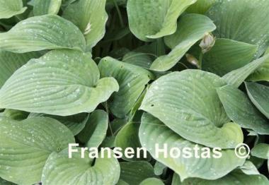 Hosta Fortunei Stenantha