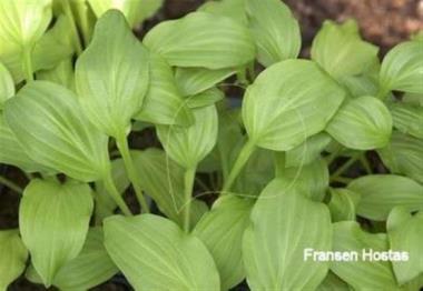 Hosta Foundling