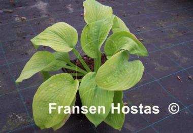 Hosta Fourteen Carats