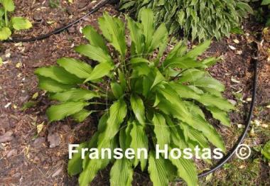 Hosta Fourth of July