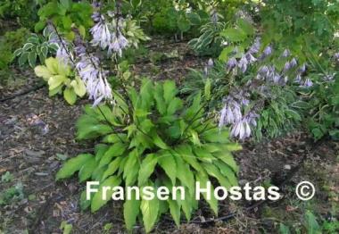 Hosta Fourth of July