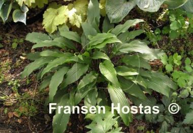 Hosta Fourth of July