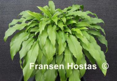 Hosta Fourth of July