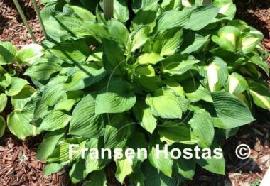 Hosta Foxfire Divine Winds