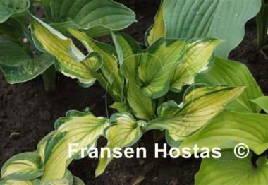 Hosta Foxfire Divine Winds