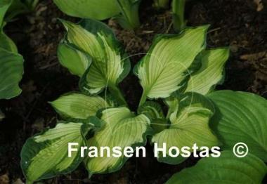 Hosta Foxfire Divine Winds