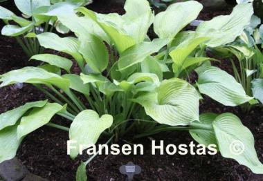 Hosta Foxfire Flash