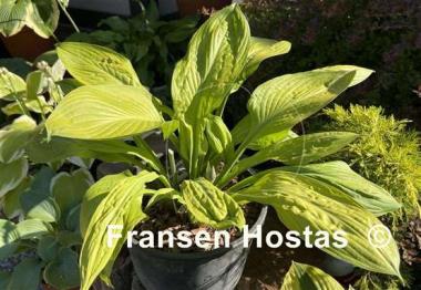 Hosta Foxfire Good Friday