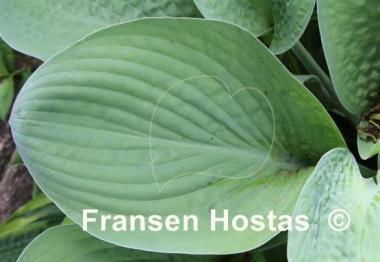 Hosta Foxfire Green Lantern
