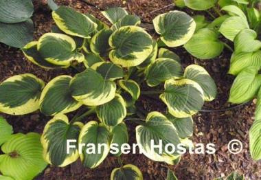 Hosta Foxfire Night Skye