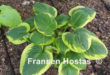 Hosta Foxfire Night Skye