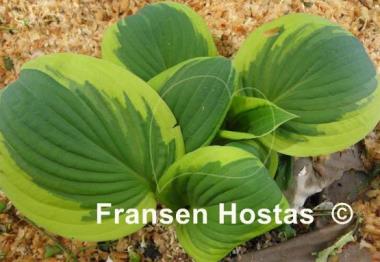 Hosta Foxfire Night Skye