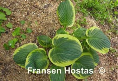 Hosta Foxfire Night Skye
