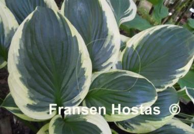 Hosta Foxfire Night Skye