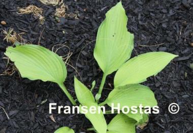 Hosta Foxfire Off Limits