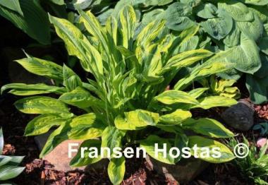 Hosta Foxfire Palm Sunday