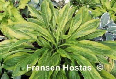 Hosta Foxfire Palm Sunday