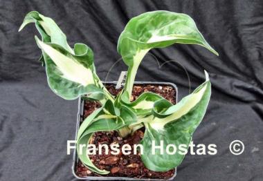 Hosta Foxfire Snake Eyes