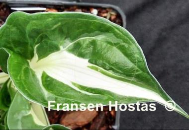 Hosta Foxfire Snake Eyes