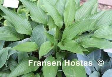 Hosta Foxfire Zulu