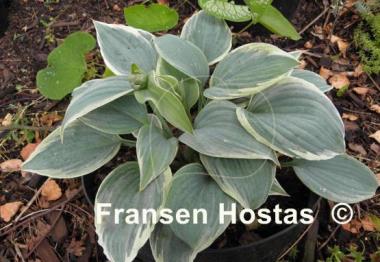 Hosta Fragrant Blue Ribbons